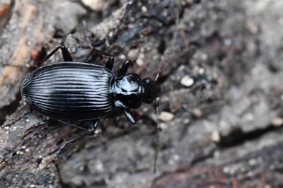 <i>Platynus assimilis</i>
