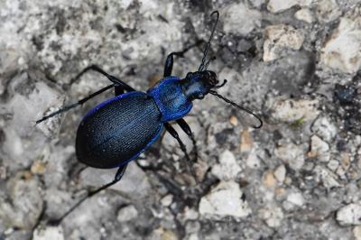 <i>Carabus problematicus</i>
