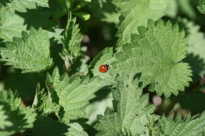 <i>Coccinella septempunctata</i>