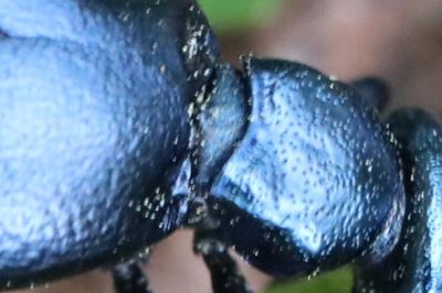 <i>Meloe violaceus</i>