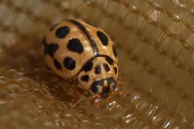 <i>Tytthaspis sedecimpunctata</i>