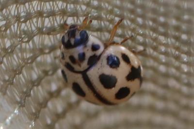 <i>Tytthaspis sedecimpunctata</i>