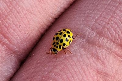 <i>Psyllobora vigintiduopunctata</i>