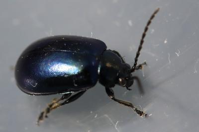 <i>Agelastica alni</i>