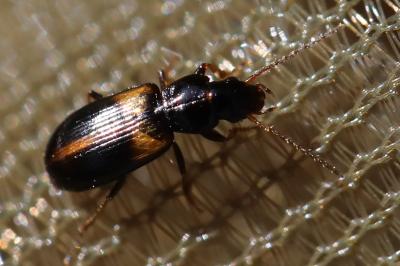 <i>Acupalpus meridianus</i>