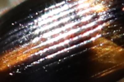 Acupalpus meridianus