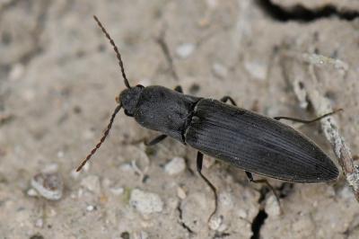<i>Agriotes pilosellus</i>