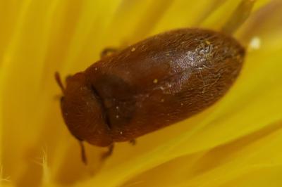 <i>Byturus</i>