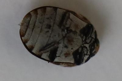 <i>Anthrenus verbasci</i>