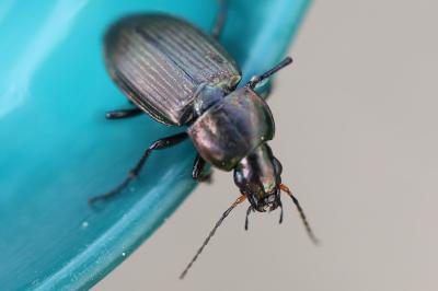 <i>Poecilus cupreus</i>