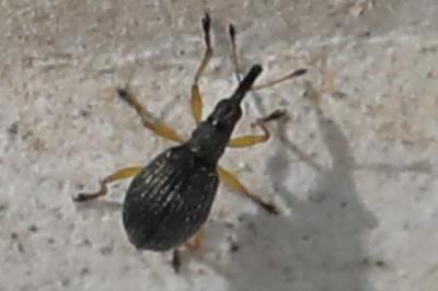 <i>Protapion trifolii</i>