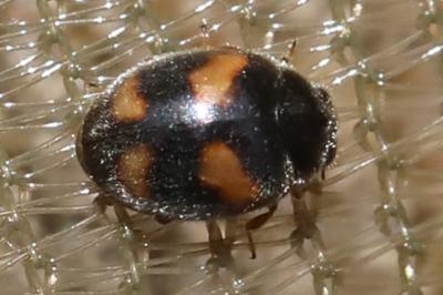 <i>Nephus quadrimaculatus</i>