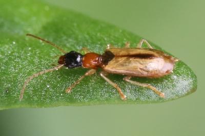 <i>Demetrias atricapillus</i>