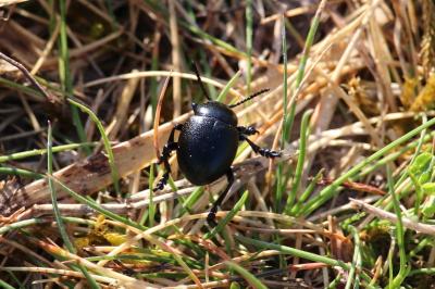 <i>Timarcha goettingensis</i>