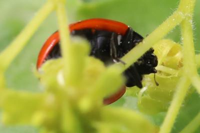 <i>Coccinella septempunctata</i>