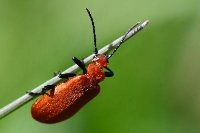 <i>Pyrochroa serraticornis</i>