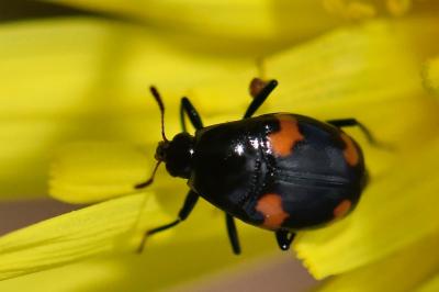 Scaphidium quadrimaculatum