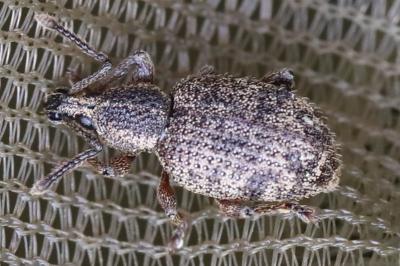 <i>Otiorhynchus veterator</i>