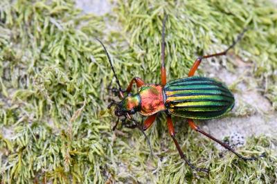<i>Carabus auronitens</i>
