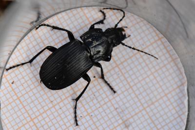 <i>Abax parallelepipedus</i>