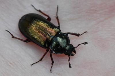 <i>Platycerus caraboides</i>