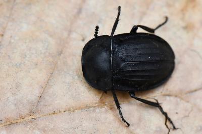 <i>Silpha carinata</i>