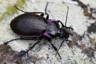 <i>Carabus nemoralis</i>