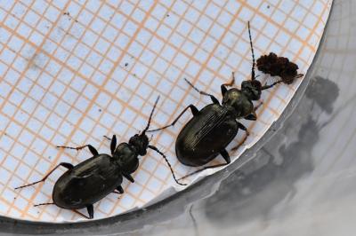 <i>Loricera pilicornis</i>