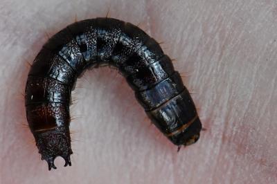 <i>Stenagostus rhombeus</i>