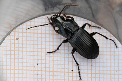 <i>Abax parallelus</i>