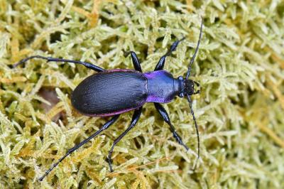 <i>Carabus violaceus</i>