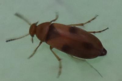 <i>Anaspis maculata</i>