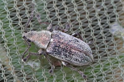 <i>Phyllobius pyri</i>