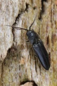 <i>Microrhagus lepidus</i>