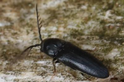 <i>Microrhagus lepidus</i>