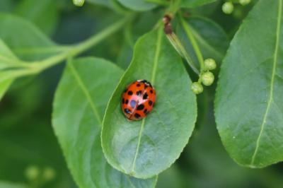 <i>Harmonia axyridis</i>