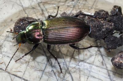 <i>Poecilus cupreus</i>