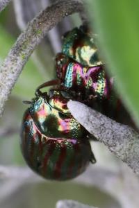 <i>Chrysolina americana</i>