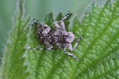 <i>Mesosa nebulosa</i>