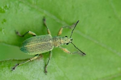 <i>Polydrusus planifrons</i>