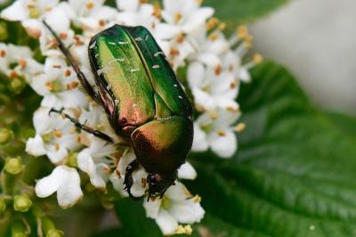 <i>Cetonia aurata</i>