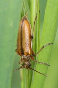 <i>Cortodera humeralis</i>