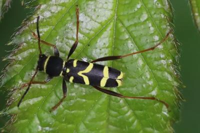 <i>Clytus arietis</i>