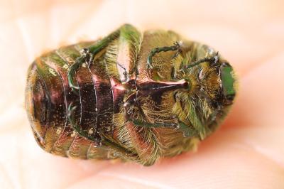 <i>Cetonia aurata</i>