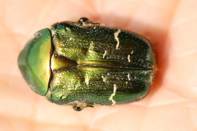 <i>Cetonia aurata</i>