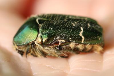 <i>Cetonia aurata</i>