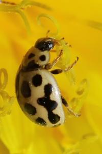 <i>Tytthaspis sedecimpunctata</i>