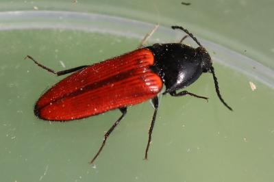 <i>Ampedus</i>