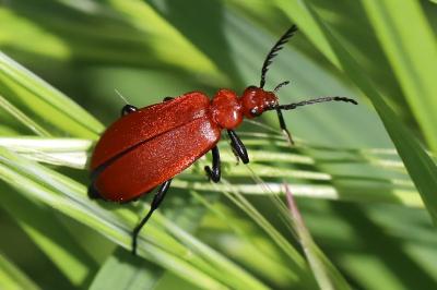 <i>Pyrochroa serraticornis</i>