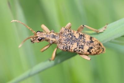 <i>Rhagium sycophanta</i>